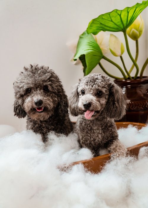 Pets Are Our Most Loyal Emotional Companions